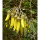 SOPHORA miododajna - sadzonki 10 / 20 cm